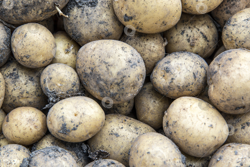 Скачать Уборка урожая картофеля. Концепция сельского хозяйства. фотосток Ozero