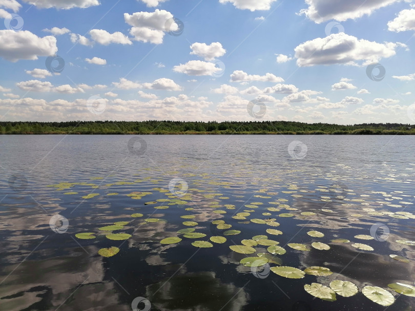 Скачать Озеро с кувшинками и отражением неба фотосток Ozero