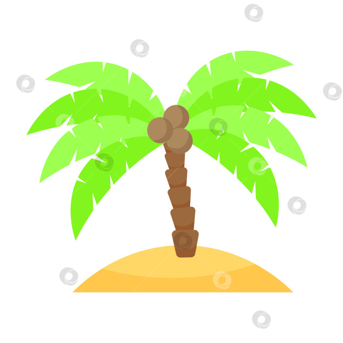 Скачать Пальма с кокосовыми орехами на острове фотосток Ozero