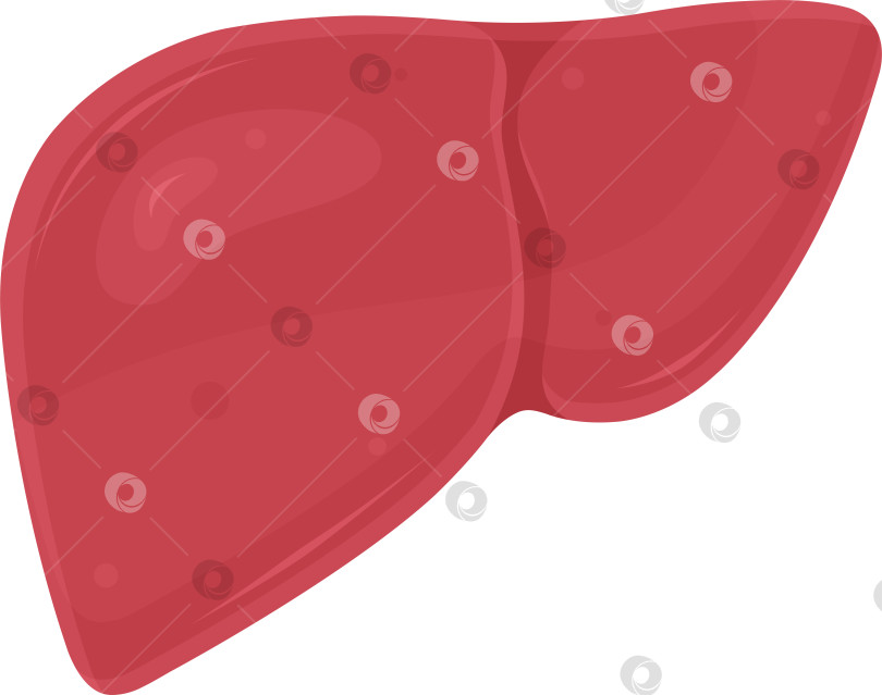 Скачать цветная векторная иллюстрация печени, внутренних органов, витамина а фотосток Ozero