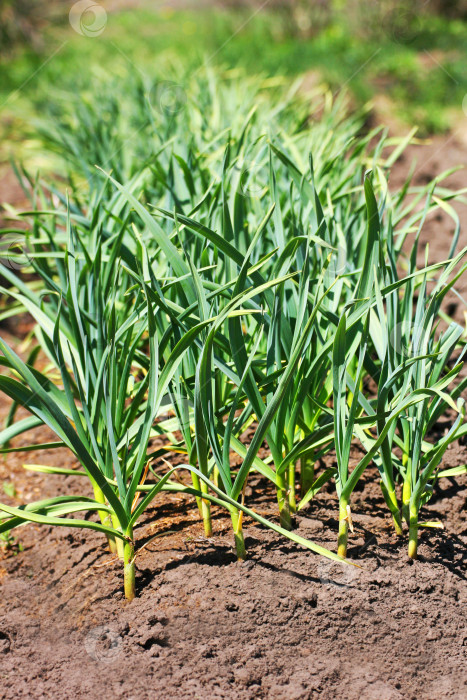 Скачать Выращивание зеленого чеснока в сельском хозяйстве. фотосток Ozero