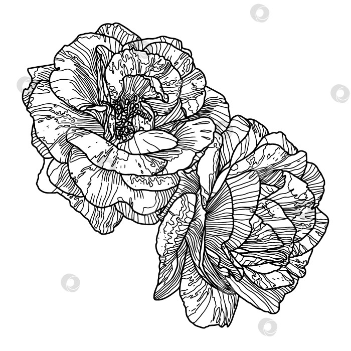 Скачать Рисунок черной линией двух садовых роз, выделенных на белом фоне фотосток Ozero