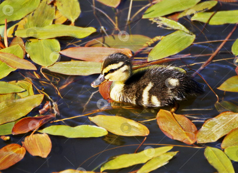 Скачать Маленький утенок плавает в озере среди травы и листьев. фотосток Ozero
