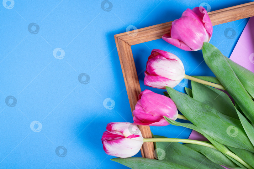 Скачать Букет розовых тюльпанов в рамке для фотографии на голубом фоне. фотосток Ozero