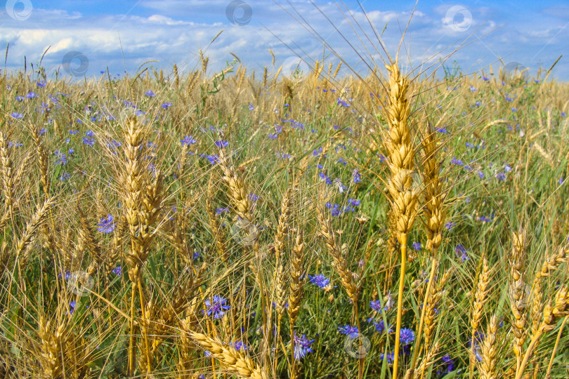 Скачать Золотистое пшеничное поле с васильками под голубым небом с облаками в солнечный летний день. Цветочный фон. Обои. Красивый пейзаж. Мягкий фокус фотосток Ozero