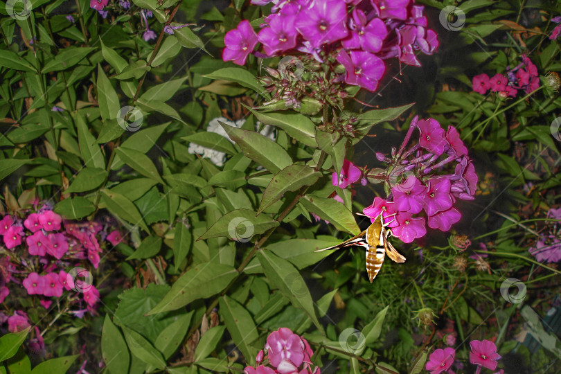 Скачать Бабочка Sphingidae (бражник) с красивыми расправленными желто-красными крыльями в полете собирает нектар с розовых цветков петунии летним вечером фотосток Ozero