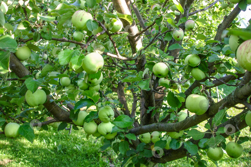 Скачать Яблоня с большим количеством зеленых яблок в зелени летнего сада, освещенного солнцем фотосток Ozero