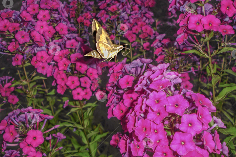 Скачать Бабочка Sphingidae (бражник) с красивыми желто-красными крыльями в полете собирает нектар с цветков розового флокса летним вечером фотосток Ozero