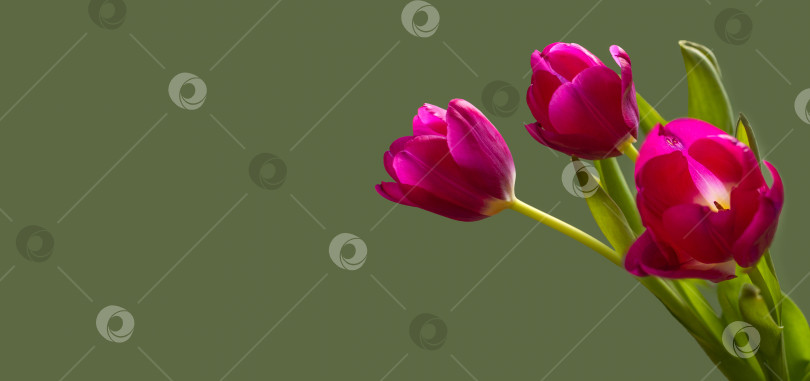 Скачать Ярко-розовые тюльпаны на размытом зеленом фоне. Понятие весны или любви. Открытка, текстура для дизайна, баннер. Пространство для копирования фотосток Ozero