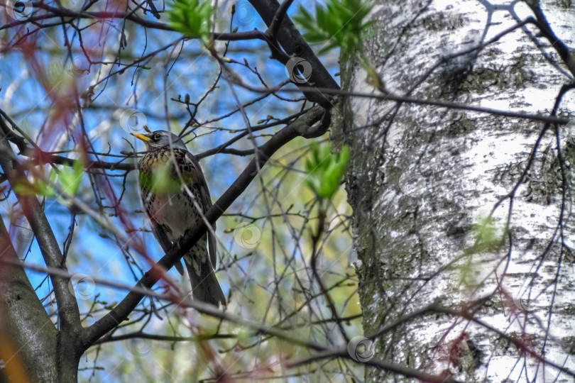 Скачать Певчая птица дрозд весной на березе на фоне голубого неба и первой зелени. День птиц фотосток Ozero