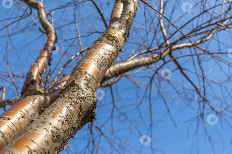 Скачать Голые стволы Prunus maackii на фоне ясного голубого неба. Вид снизу на деревья без листьев. Фоновое изображение поздней осени и ранней весны. Пространство для копирования фотосток Ozero