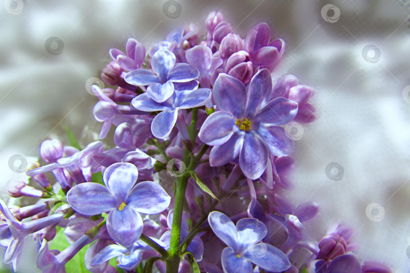Скачать куст сирени пурпурного цвета, цветок с семью лепестками на удачу фотосток Ozero
