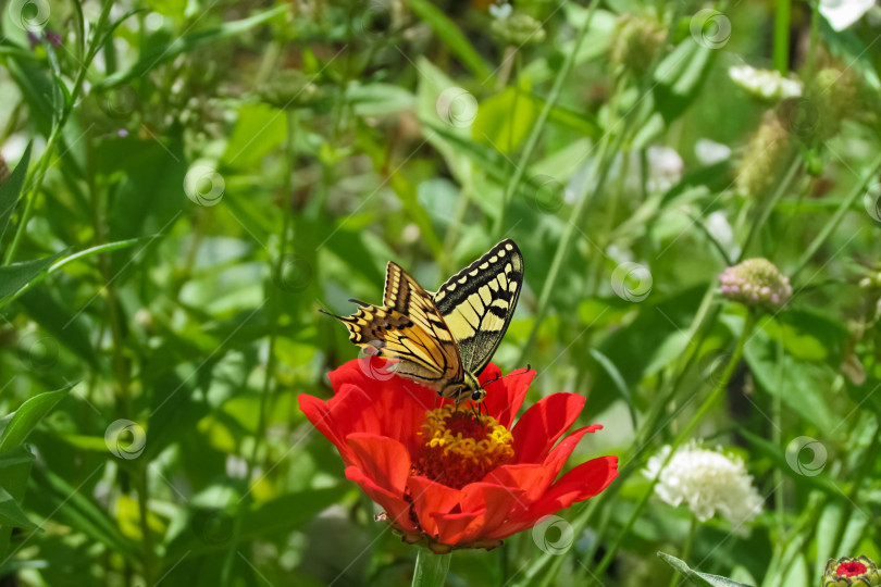 Скачать бабочка Папилио махаон на красном цветке циннии в зеленом саду летним днем фотосток Ozero