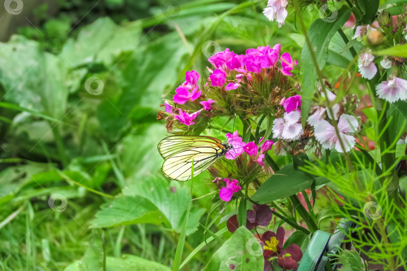 Скачать Бабочка с прозрачными крыльями на цветах гвоздики в летнем саду. День бабочек и неторопливой прогулки. Общение с природой фотосток Ozero