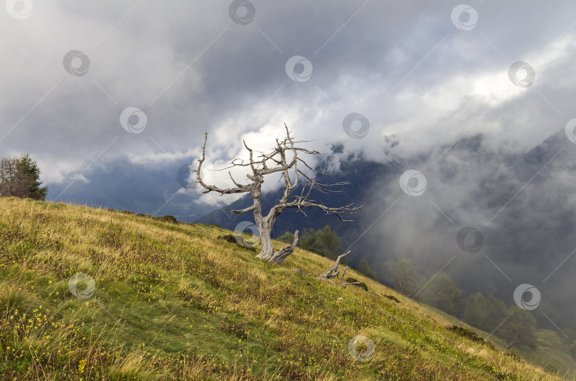Скачать Горный пейзаж с засохшим деревом. Альпы, Италия фотосток Ozero