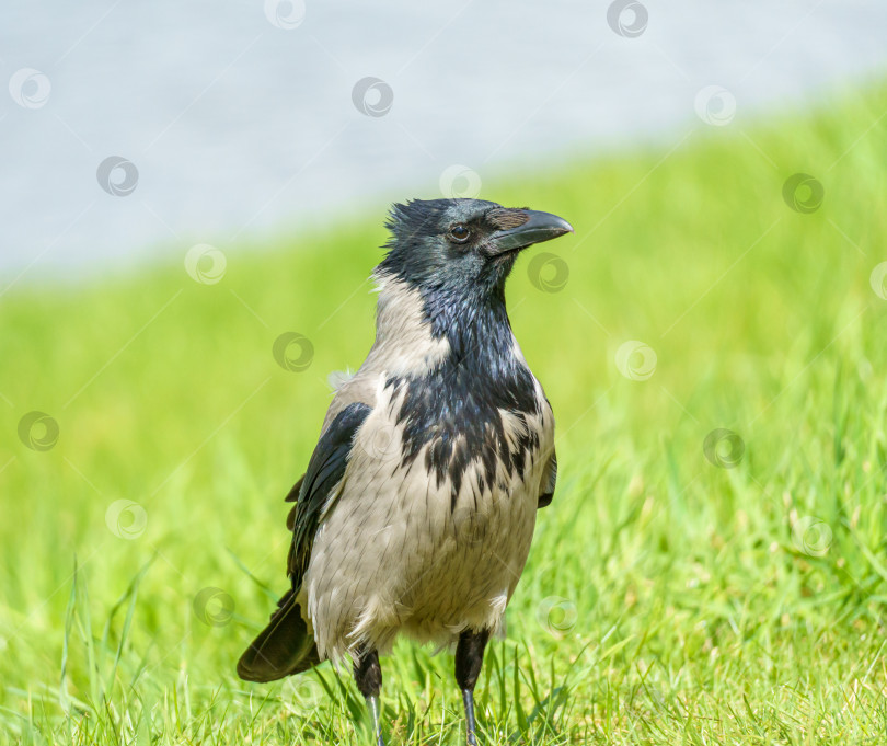 Скачать Серая ворона, (Corvus cornix) стоит в траве у воды. Ворона в зелёной траве. фотосток Ozero