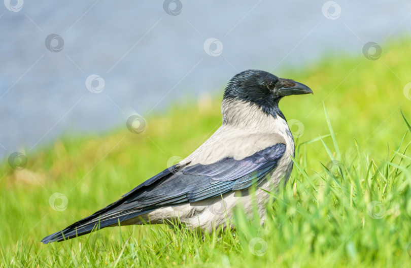 Скачать Серая ворона, (Corvus cornix) стоит в траве у воды. Ворона в зелёной траве. фотосток Ozero