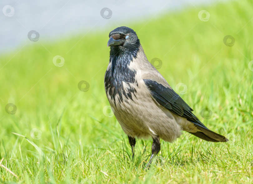 Скачать Серая ворона, (Corvus cornix) стоит в траве у воды. Ворона в зелёной траве. фотосток Ozero