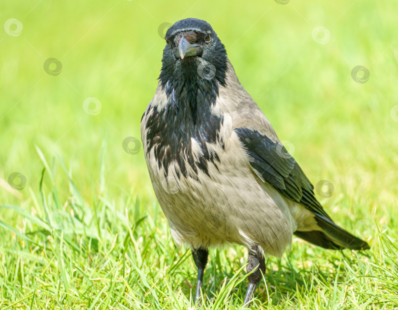 Скачать Серая ворона, (Corvus cornix) стоит в траве у воды. Ворона в зелёной траве. фотосток Ozero