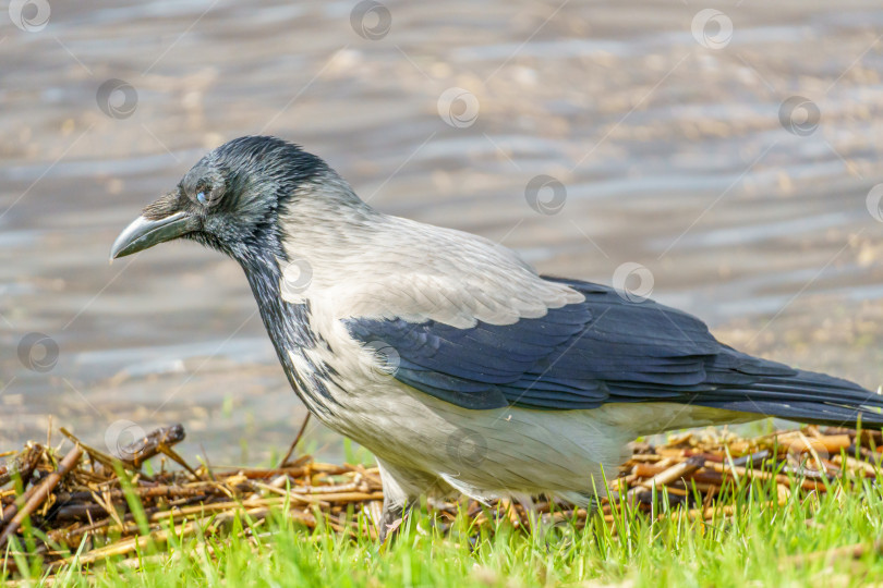 Скачать Серая ворона, (Corvus cornix) стоит в траве у воды. Ворона в зелёной траве. фотосток Ozero