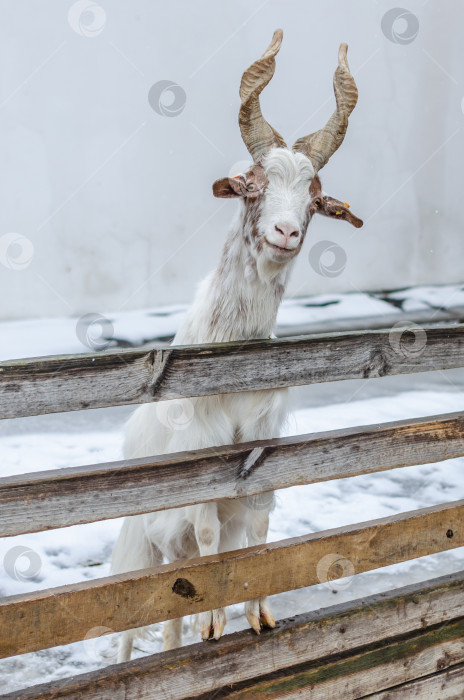Скачать Белый козел на ферме зимой фотосток Ozero