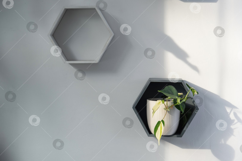 Скачать Полки на стене в виде пчелиных сот с комнатными растениями  фотосток Ozero