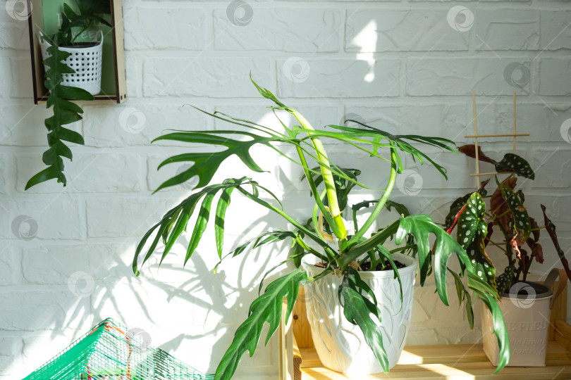 Скачать Стеллаж с группой комнатных растений в интерьере в ev фотосток Ozero