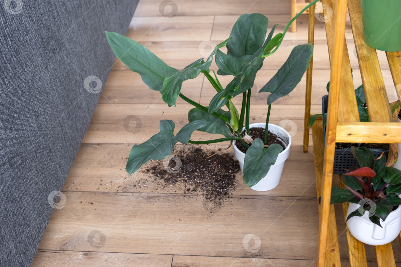 Скачать комнатное растение упало на пол, и почва из горшка осыпалась, фотосток Ozero
