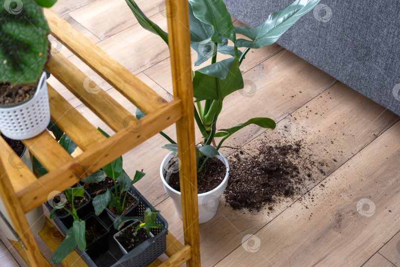 Скачать комнатное растение упало на пол, и почва из горшка осыпалась, фотосток Ozero