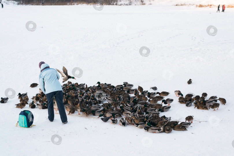 Скачать Стая уток на заснеженном озере. Женщина кормит диких уток на озере зимой. фотосток Ozero