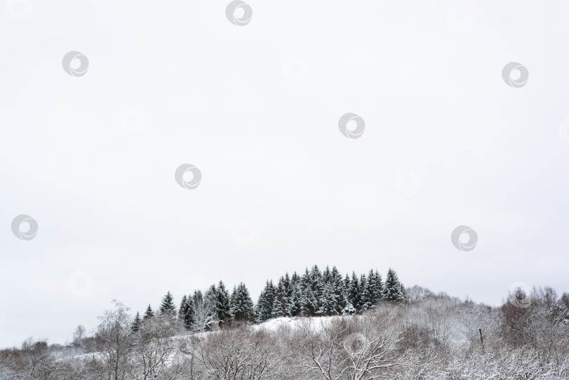 Скачать Зимний лес. Деревья, покрытые снегом. Сосны на холме фотосток Ozero