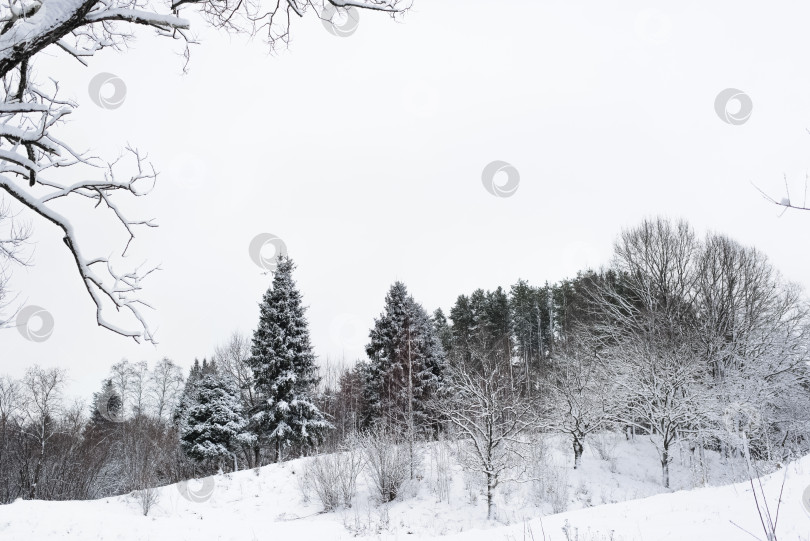 Скачать Зимний лес. Деревья, покрытые снегом. Пасмурная погода. фотосток Ozero