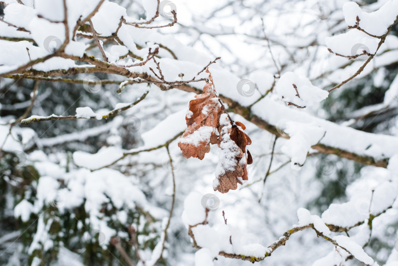 Скачать Зимнее настроение. Сухие дубовые листья на ветке в зимнем лесу. фотосток Ozero