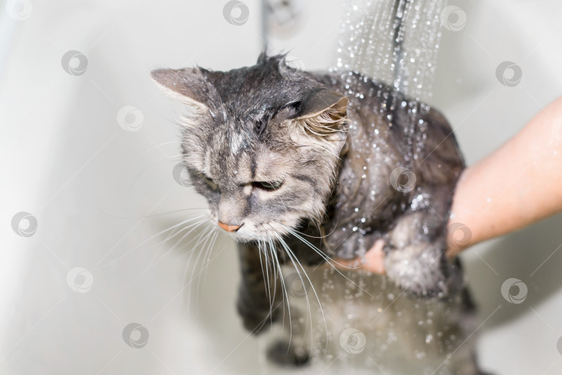 Скачать Кошка принимает душ. Женские руки моют кошку. Серая зеленоглазая кошка жалобно смотрит в сторону. Избирательный фокус фотосток Ozero