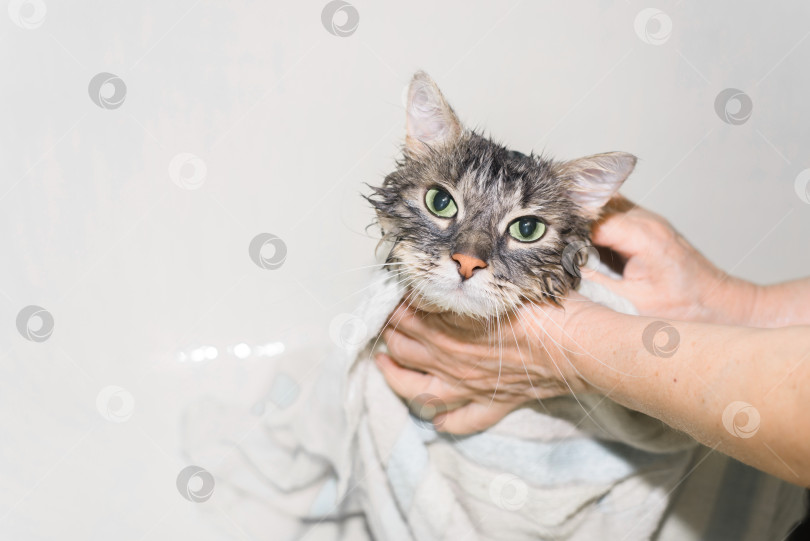 Скачать Забавный зеленоглазый кот смотрит в камеру после умывания. Женские руки вытирают серую кошку полотенцем. Гигиена домашних животных фотосток Ozero