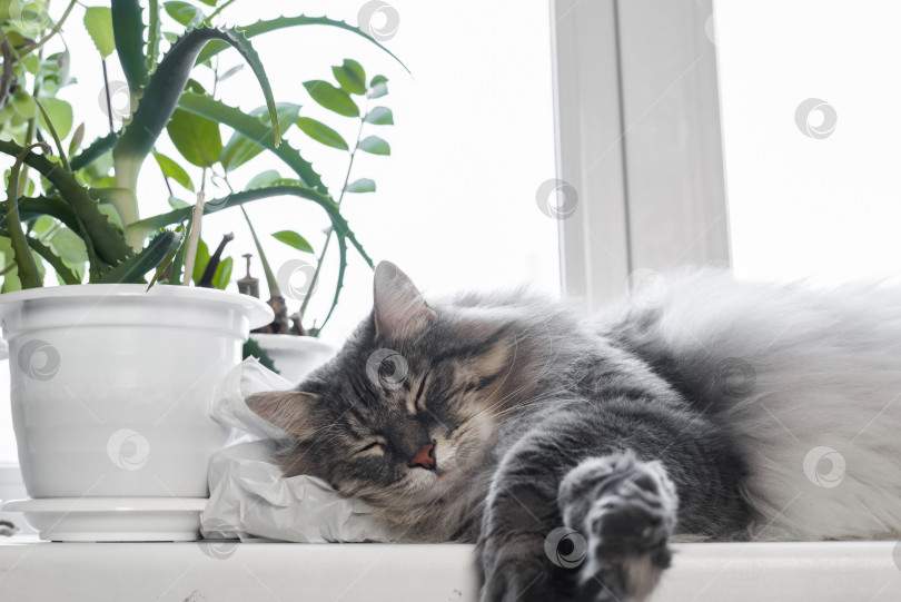 Скачать Серая пушистая кошка сибирской породы спит на окне с цветами. Домашний питомец мирно отдыхает дома фотосток Ozero