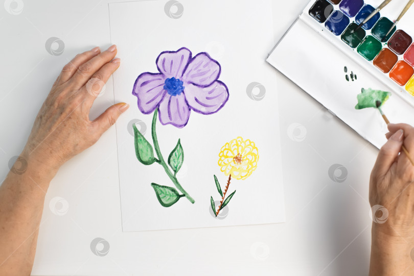 Скачать Руки пожилой женщины рисуют цветок акварелью. Вид от первого лица. Женщина создает палитру с помощью кисти для рисования фотосток Ozero