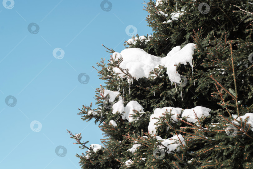 Скачать Рождественская елка, покрытая снегом, шишками и сосульками. Солнечный зимний день в лесу. фотосток Ozero