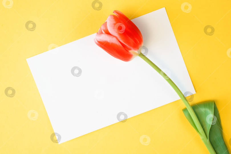 Скачать Один красный тюльпан и пустая открытка с местом для поздравлений на желтом фоне. Ровная поверхность, свободное место для копирования. фотосток Ozero