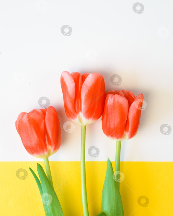Скачать Красные тюльпаны и белая рамка с местом для текста, желтый фон. Ровная поверхность, свободное место для копирования. Поздравительная открытка. фотосток Ozero