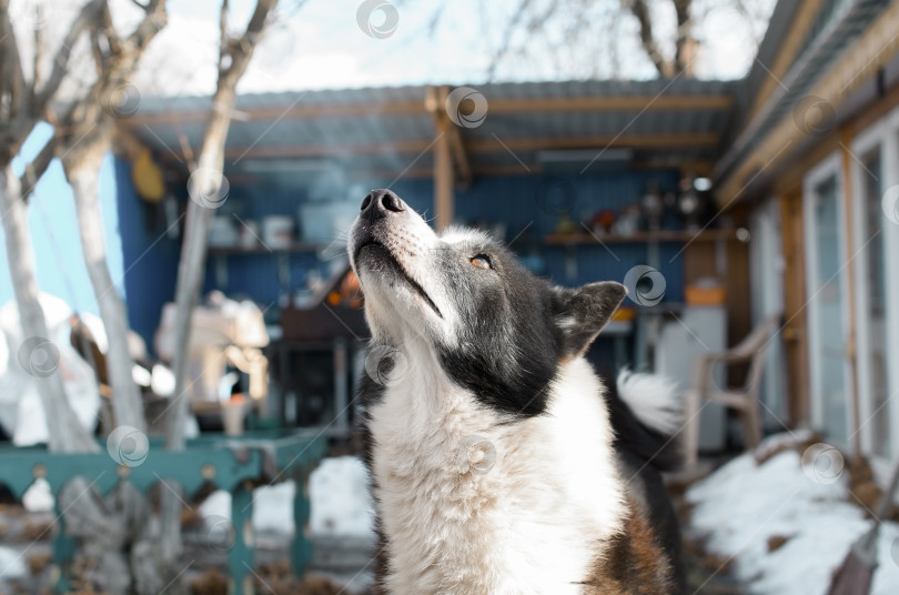 Скачать Черно-белая чистокровная собака смотрит вверх на улице. фотосток Ozero