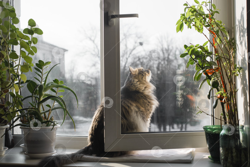 Скачать Пушистый серый кот сидит на подоконнике и смотрит в открытое окно, в помещении. Домашняя кошка сибирской породы фотосток Ozero