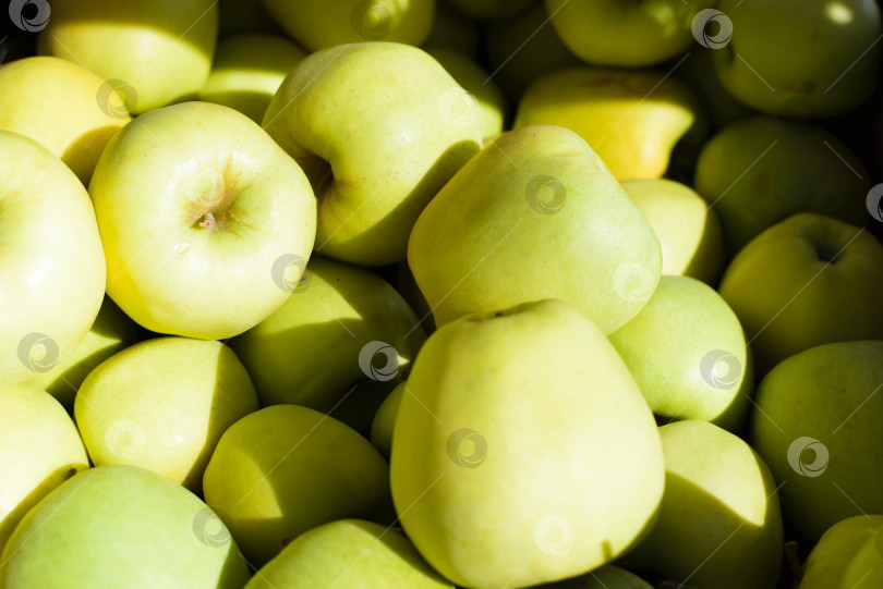 Скачать Зеленые яблоки, избирательная направленность. Уличный рынок. Спелые, сочные фрукты на продажу на улице в солнечный день. фотосток Ozero