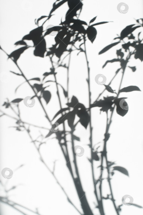 Скачать Тень от листьев на белом фоне. Вертикальная фотография фотосток Ozero