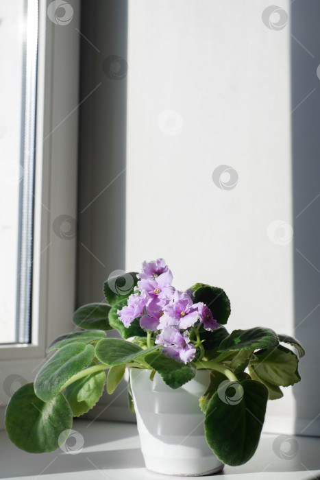 Скачать Самодельный маленький цветок в горшке в помещении на подоконнике, крупным планом. Прекрасная фиалка. Вертикальная фотография фотосток Ozero