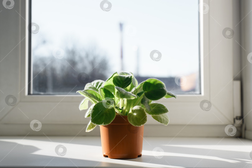 Скачать Маленькое комнатное растение в коричневом горшке на подоконнике у окна в помещении, крупным планом. фотосток Ozero