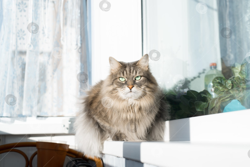Скачать Пушистый серый кот сидит на подоконнике. Чистокровный кот с зелеными глазами, смотрящими в сторону. Сердитый, строгий взгляд питомца фотосток Ozero