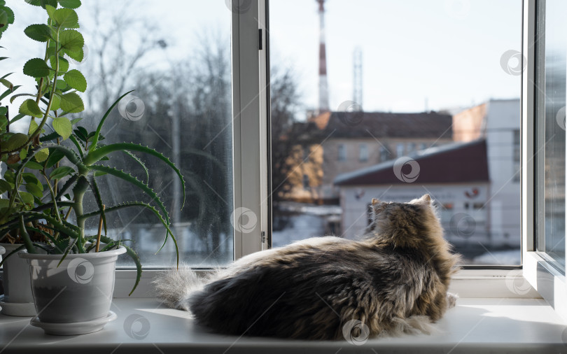 Скачать Пушистый кот лежит на подоконнике внутри комнаты и смотрит в открытое окно. Вид сзади фотосток Ozero