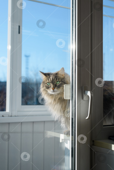 Скачать Серая пушистая кошка с зелеными глазами выглядывает из-за закрытой стеклянной двери. Концепция домашнего животного, наказанного за плохое поведение. Сибирский кот заперт за балконом, вертикальное фото фотосток Ozero