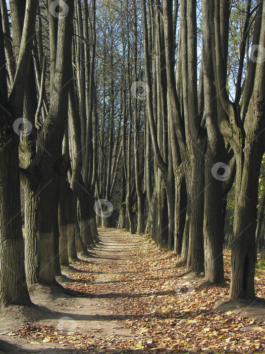 Скачать Аллея в усадьбе "Узкое", Москва. Path in фотосток Ozero